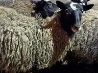 Oveja, Romanov sheep — foto 7