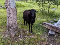 ვერძი, Romanov sheep — ფოტო 1