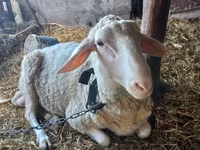 Ram, Awassi sheep — photo 1