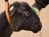 Ram, Dorper sheep — photo 2