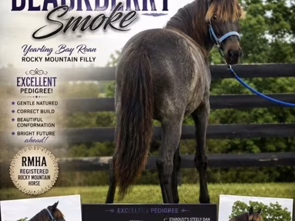 فرس, Rocky Mountain Horse