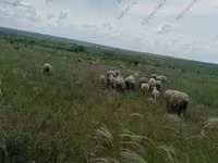 Carnero, Merino sheep — foto 5