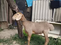 मेढ़ा, Edilbay sheep — फ़ोटो 1