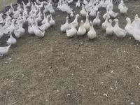 Geese — Foto 2