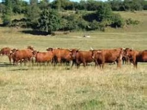 بقرة, Salers cattle