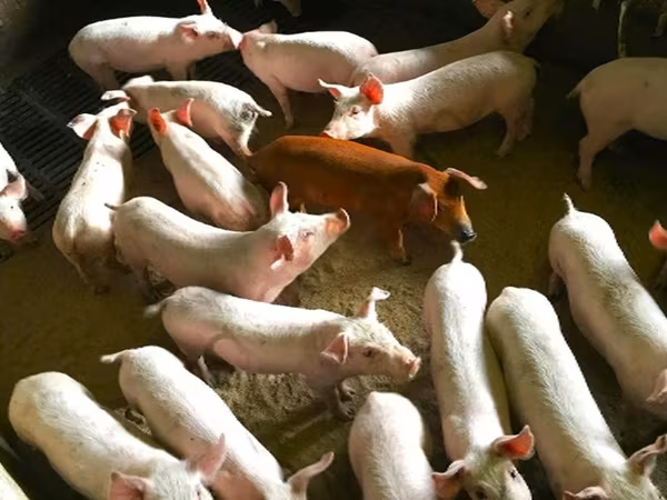 Säue, Schweine