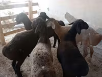 ვერძი, ცხვრები — ფოტო 3