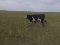 Bulle, Russian Black pied cattle — Foto 3