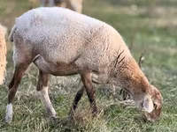 كبش, Edilbay sheep — الصورة 4