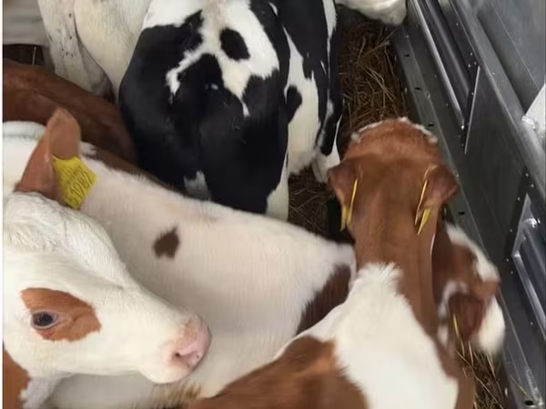 ხარი, Simmental cattle