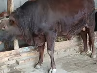 Toro, Vaca de estepa roja — foto 2