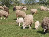Ram, Sheep — photo 2