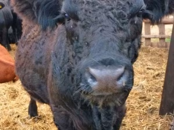 Bull, Galloway cow