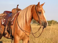 ცხენი, Gypsy horse — ფოტო 6