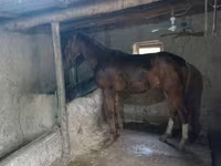 Hengst, Thoroughbred horse — Foto 1