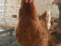 Chickens — फ़ोटो 3