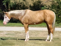 حصان, Palomino — الصورة 1
