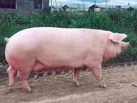 Eber, Schweine — Foto 2