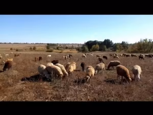 Овца, Бараны — Россия