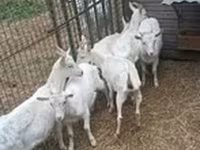 თხა, Saanen goat — ფოტო 1