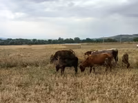 Bull, Cattle — photo 2