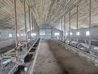 Vaca, Tipo de fábrica de Bukovina de la vaca ucraniana roja y moteada. — foto 7