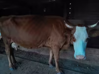 गाय, मवेशी — फ़ोटो 5