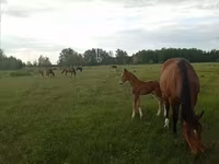 فرس, Trakehner — الصورة 5