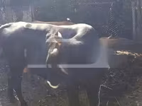 Cow, Cattle — photo 3