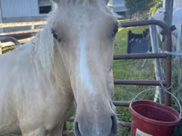 Caballo, Palomino — foto 4