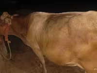 Cow, Ukrainian Brown Dairy Cattle — photo 3