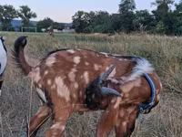 თხა, Nubian Goat — ფოტო 3