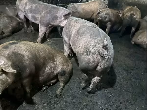ნეზვი, ღორები