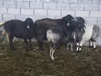 Oveja, Tian-Shan semifinewool sheep — foto 6