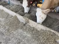 Cow, Montbéliarde — photo 3