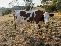 Vaca, Montbéliarde — foto 1