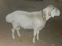 Carnero, Rhon sheep — foto 1