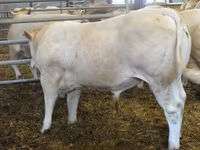 सांड, Blonde d’Aquitane cattle — फ़ोटो 2