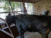 गाय, मवेशी — फ़ोटो 4