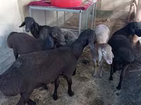 ვერძი, ცხვრები — ფოტო 1