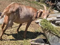 თხა, თხები — ფოტო 2