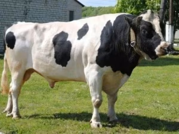 Bulle, Holstein-Rasse