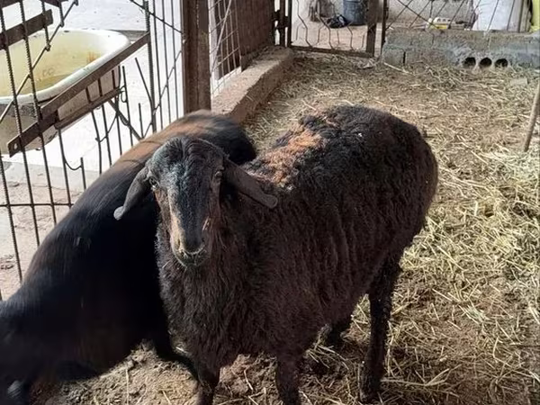 Ram, Sheep