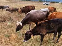 Bull, Cattle — photo 4