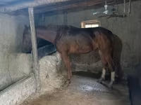 Hengst, Thoroughbred horse — Foto 3