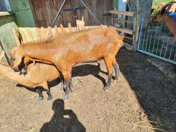 Billy Goat, Goats