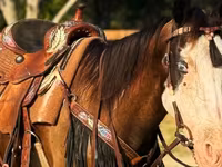 فرس, American paint horse — الصورة 5
