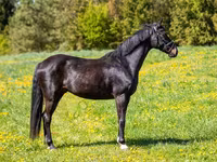 Caballo, Caballos — foto 3