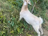 თხა, თხები — ფოტო 4