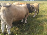 ხარი, Aubrac cattle — ფოტო 3